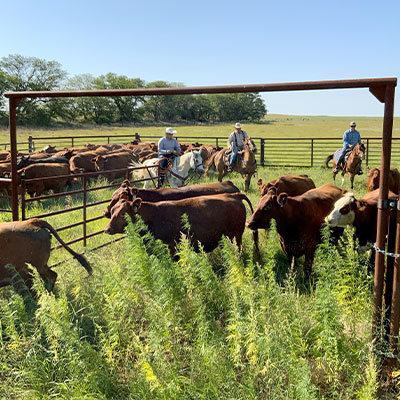 cows being herded