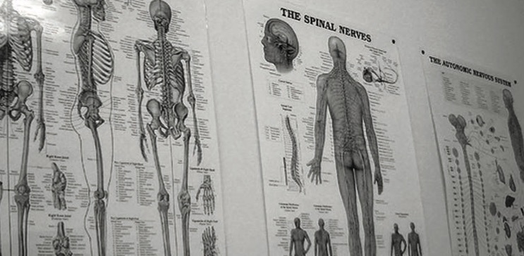 Chiropractic Diagram