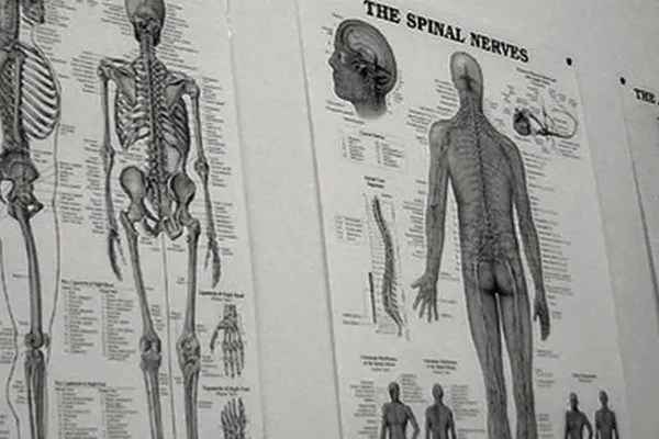 anatomy charts hanging on a wall