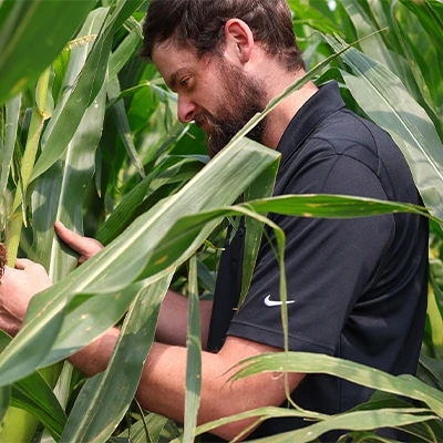 a man stands in a cornfield examining the stalks