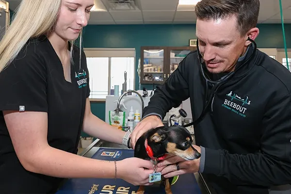two vets work with a small dog
